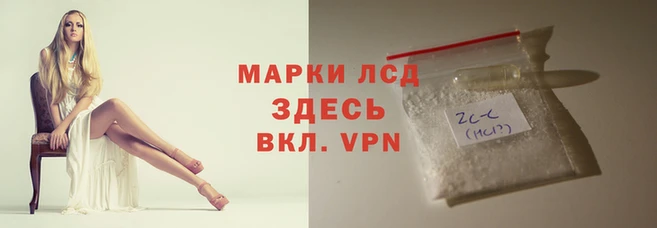 хмурый Аркадак